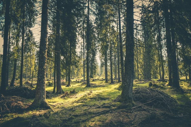 trees-in-oregon